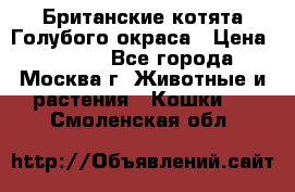 Британские котята Голубого окраса › Цена ­ 8 000 - Все города, Москва г. Животные и растения » Кошки   . Смоленская обл.